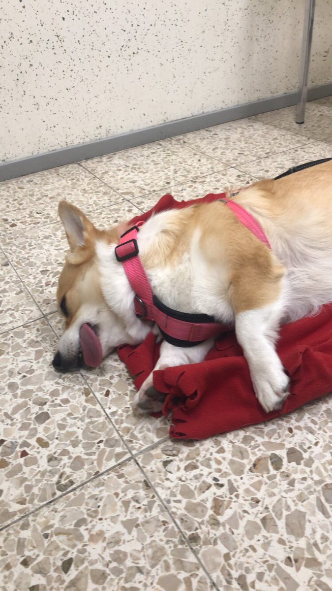 Sirpa_Anneli's tweet photo. Vähän jännittää lääkärilaskun summa😬. Parhaalle parasta hoitoa❤️#corgi #pembroke #cindi https://t.co/dwPvWn34DI