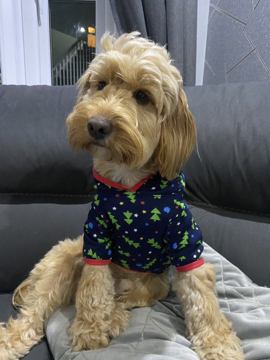 AliciaEllison99's tweet photo. @OfficialPLT Jaxon, the Cockapoo 🐶 #PLTPets https://t.co/KHKyNBzZvd