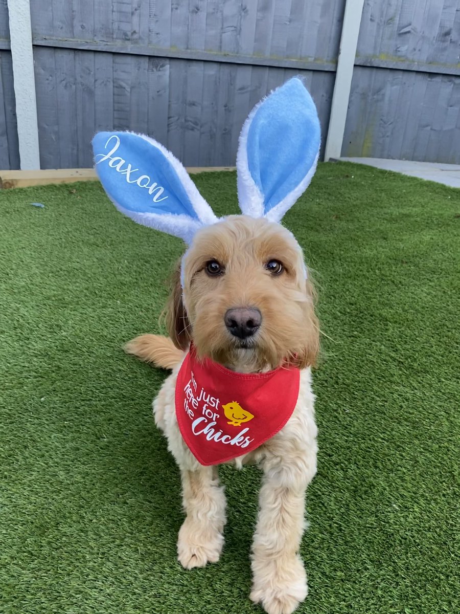 AliciaEllison99's tweet photo. @OfficialPLT Jaxon, the Cockapoo 🐶 #PLTPets https://t.co/KHKyNBzZvd