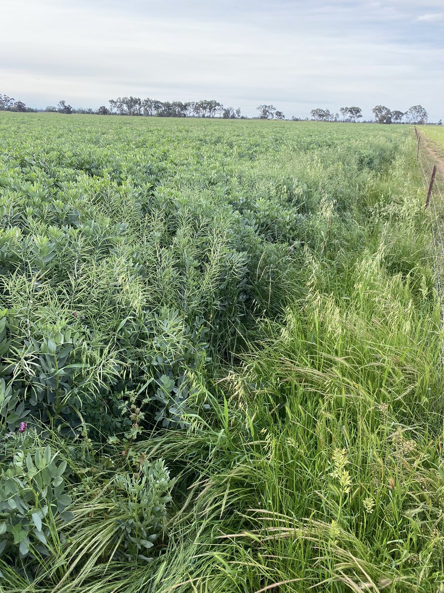 BrentRothacker's tweet photo. Beans climbing for the sunlight
Unsure if they’ll keep podding up much more towards the top

Companions and foliar nutrition/biology helping with disease prevention👌 https://t.co/Avr3byLBdl