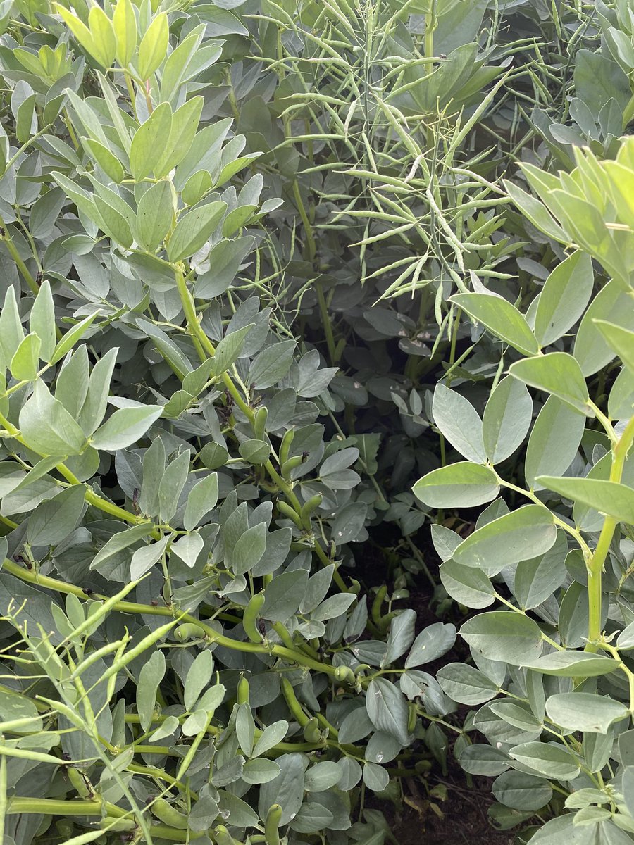 BrentRothacker's tweet photo. Beans climbing for the sunlight
Unsure if they’ll keep podding up much more towards the top

Companions and foliar nutrition/biology helping with disease prevention👌 https://t.co/Avr3byLBdl
