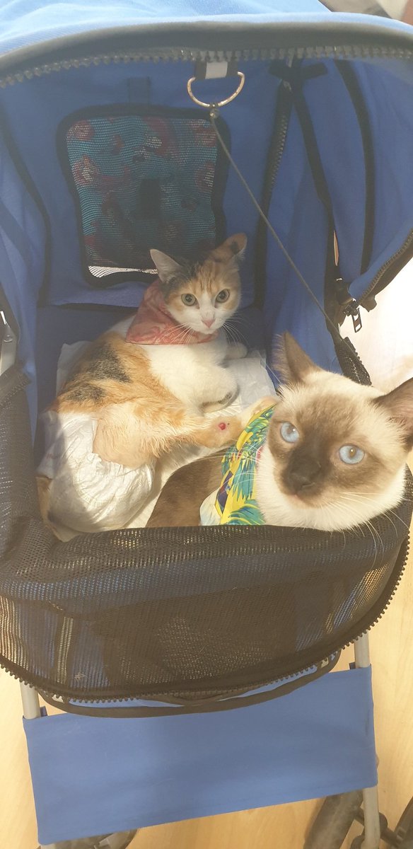 guarde_de's tweet photo. Pili y Heron los gatitos sirenos de la guarde rumbo a @rehabilitaria_vet para sus sesiones de esta semana. NO A LA EUTANASIA POR DISCAPACIDAD!! 
Son los más felices del mundo!❤ https://t.co/wDXqtF5J6S