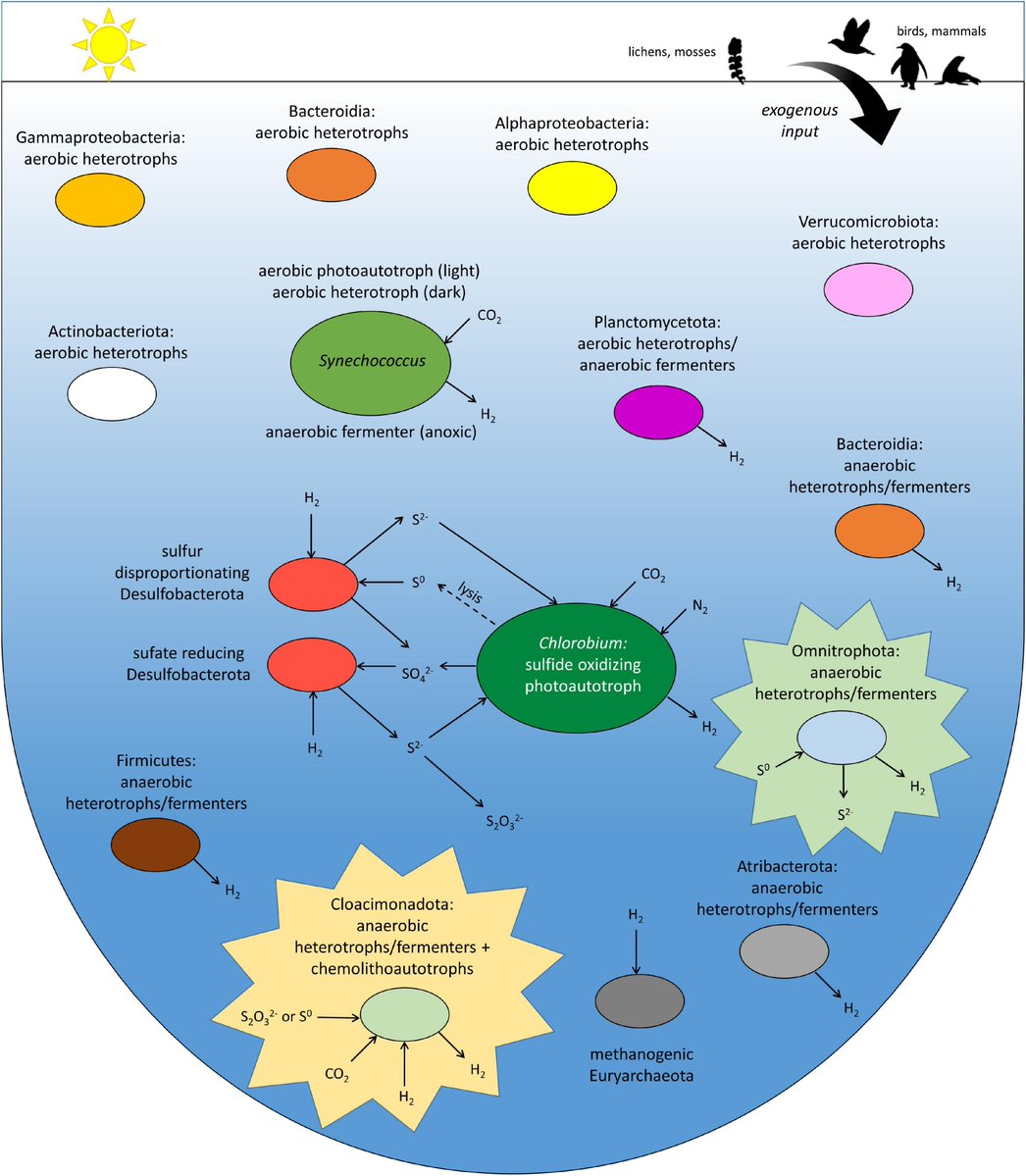 BABS Dr Tim Williams, Prof Ric Cavicchioli &amp; team's new paper in <a href="/FrontMicrobiol/">Frontiers - Microbiology</a> describes novel lineages, metabolic traits and the ecological niche of #Cloacimonadota &amp; #Omnitrophota bacteria from Ace Lake in #Antarctica ❄️
Read here doi.org/10.3389/fmicb.…