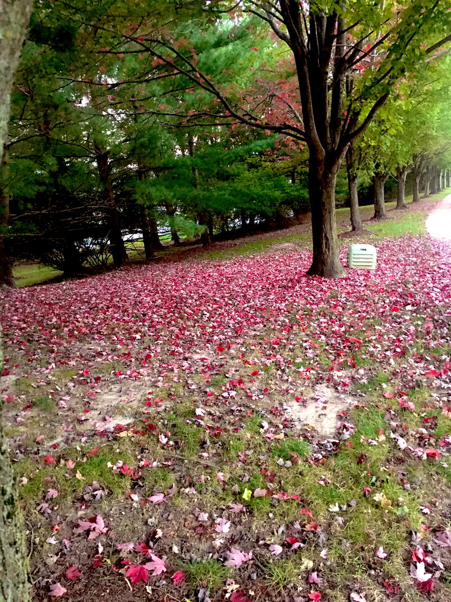 neerjasadhu's tweet photo. Beauty in transition🍁🍁🍁#AutumLeaves #OctoberBliss #MyTown https://t.co/py28vJucEN