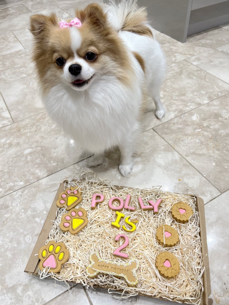 HollieReader's tweet photo. Polly is 2 today💕🥺 #PLTPets https://t.co/5EUpR2At5N