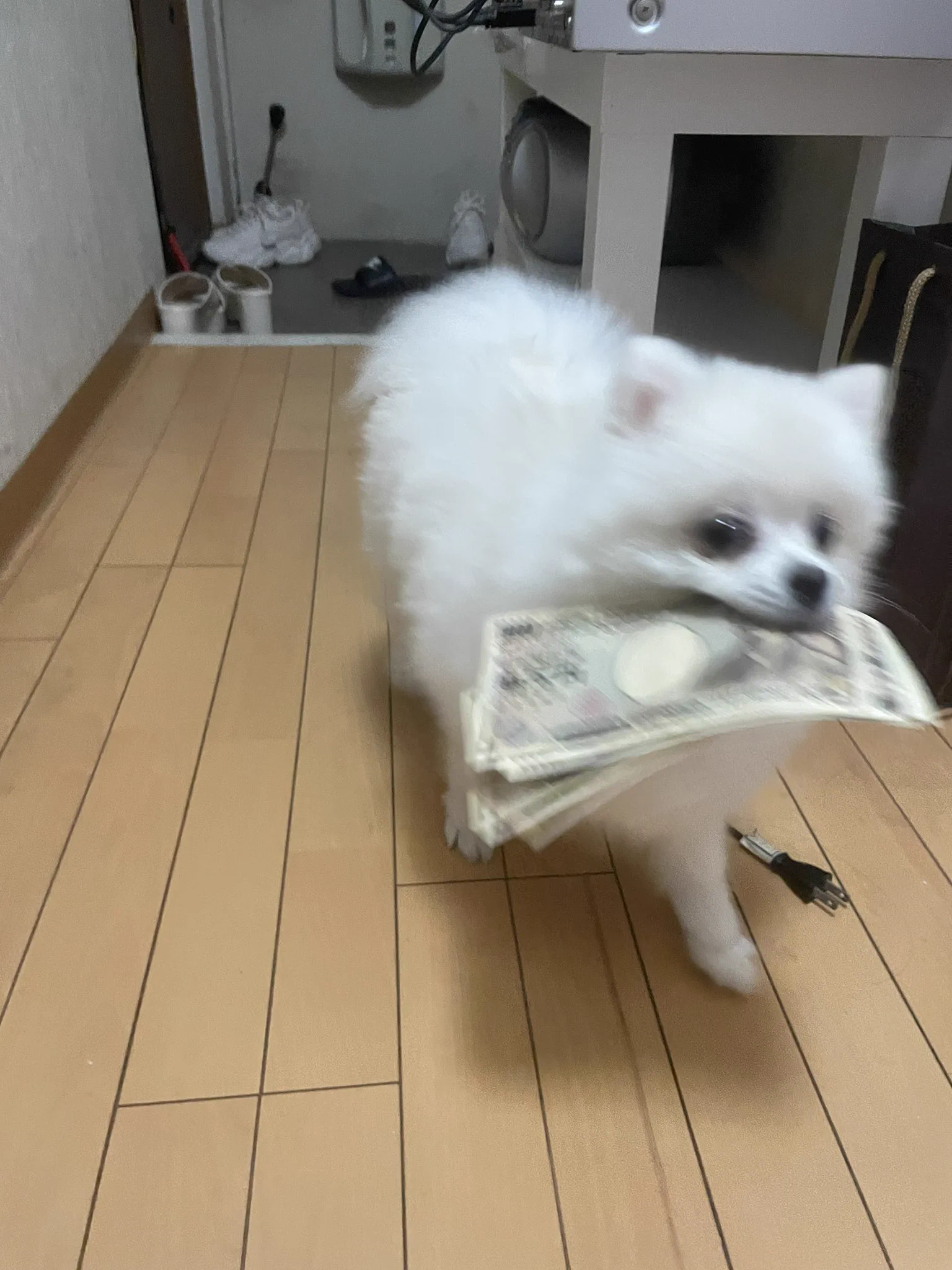 早めのボーナス？！わんちゃんが持ってきた諭吉！