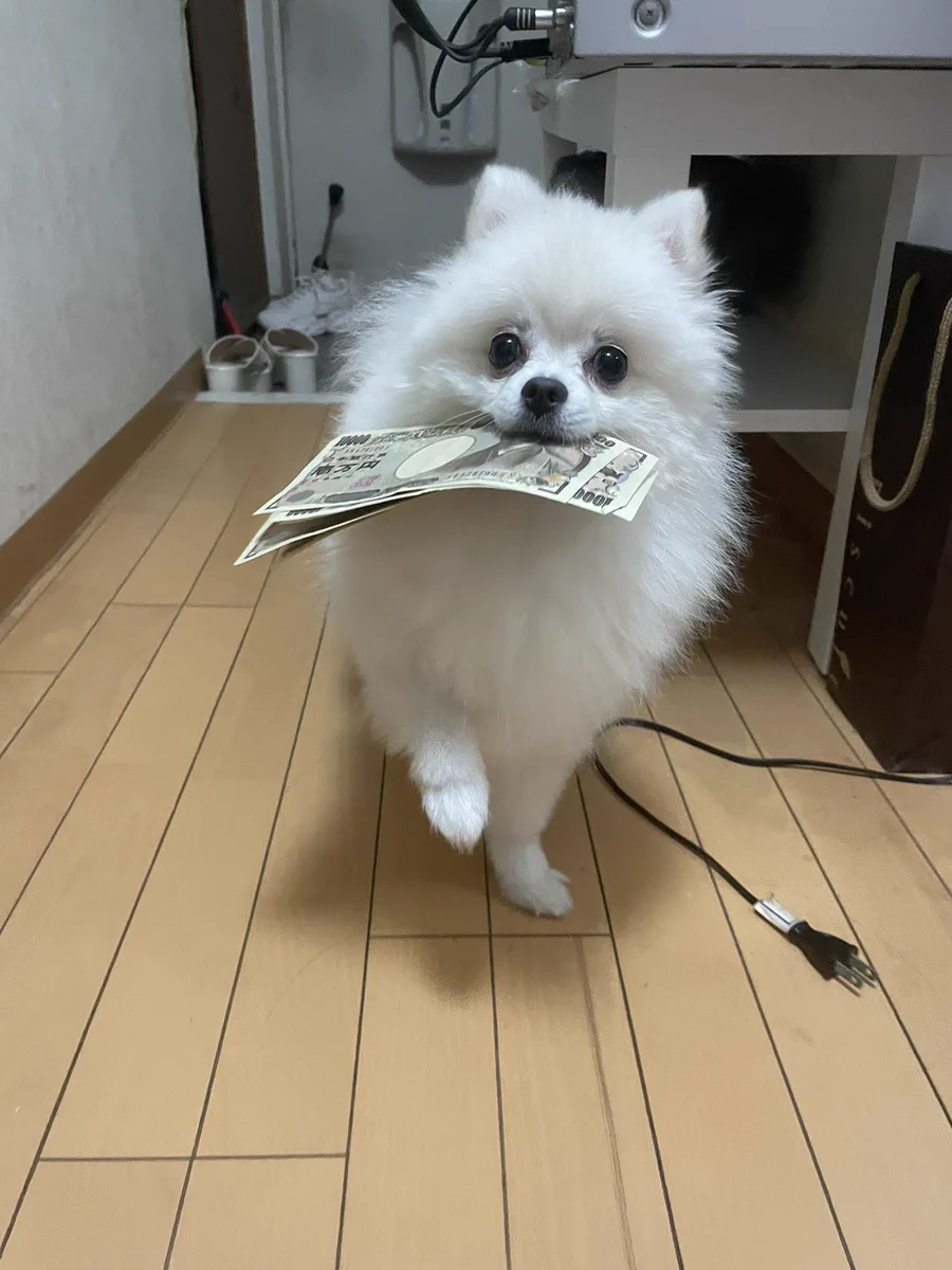早めのボーナス？！わんちゃんが持ってきた諭吉！