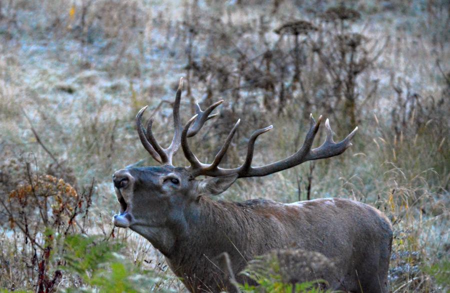 Kızıl geyik canımız🦌

Neslini devam ettirebilmesi için ormanlarda özgür ve güven içinde haykırması gerekiyor.

Bizim neslimizi devam ettirebilmemiz için ise onu ve yuvasını korumamız gerekiyor.

#AvCinayettir tümüyle yasaklanmalıdır.

f. Samet Asutay / Tramem, Ekim 2021