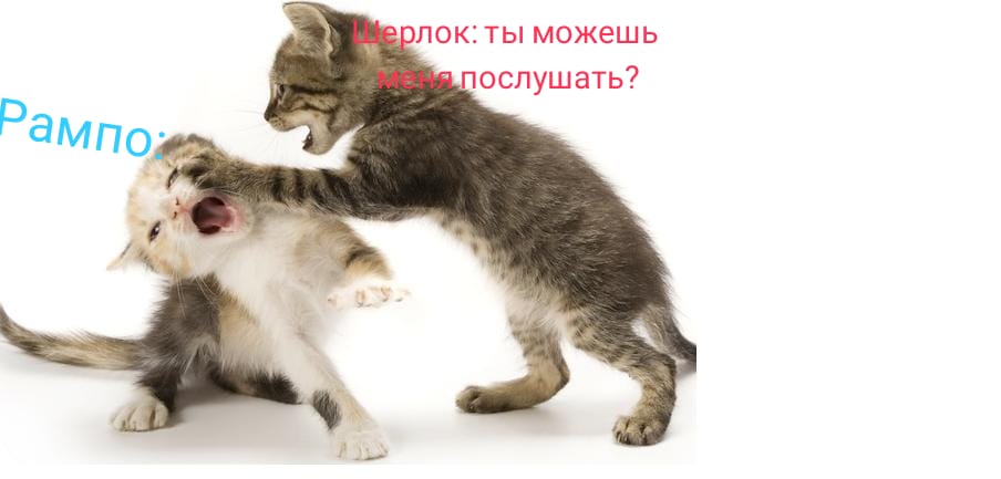 котята дерутся. драка котов. котята дерутся. котята сражаются. котята дерутся.