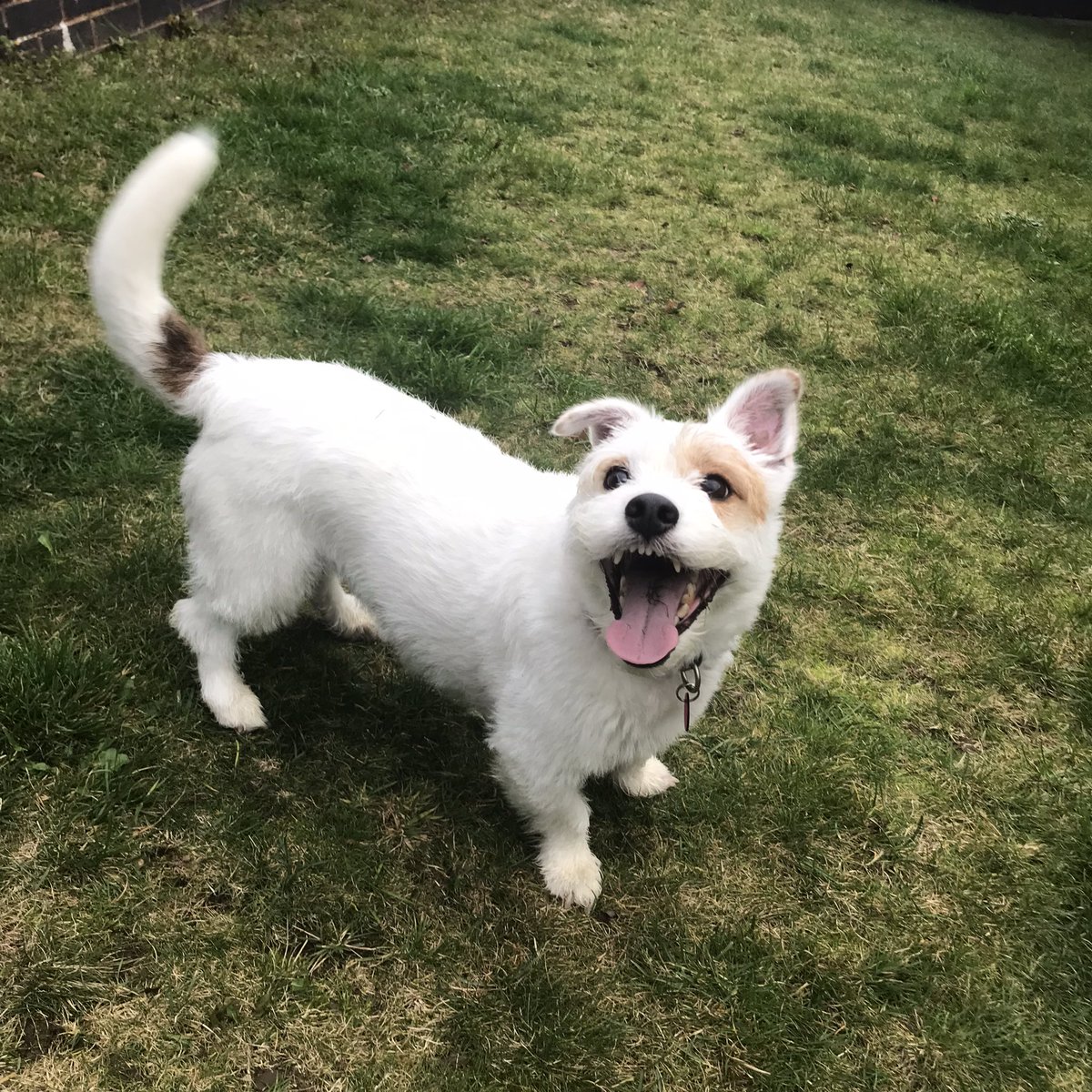 Trumparo's tweet photo. @OfficialPLT #PLTPets  my gorgeous girl 💕 https://t.co/Lix5PiY9FE