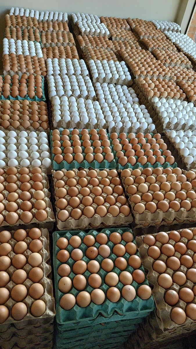 agrohorticola's tweet image. Hoy es día de oferta!!
Huevos a 13.500 la plancha

Nuestro WhatsApp 
wa.me/message/2UHFED…

☎️ 0992 430 900