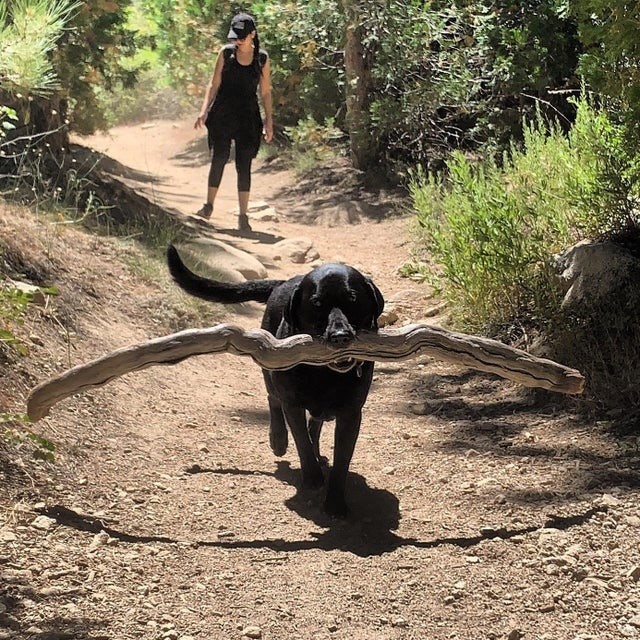 Nice stick doggo!⁠
-⁠
-⁠
-⁠
-⁠

📸 instagram.com/p/CVOBQTZFctp/ via tweet.photo