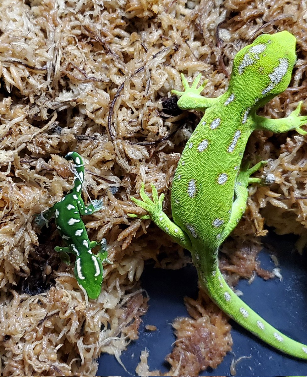 エリープ (@elegantreptiles) / Posts / X