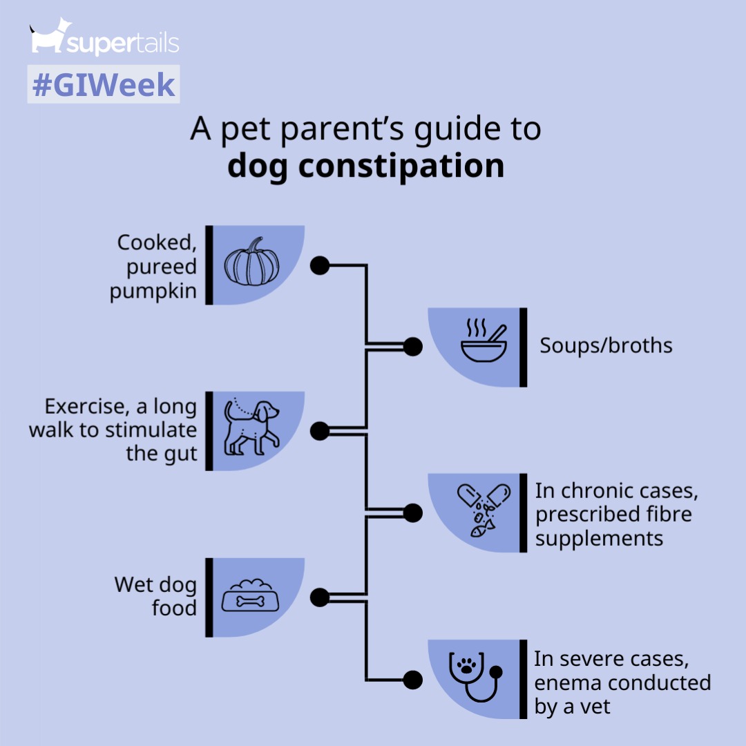 Supertails_IND's tweet photo. #GIWeek

Don't let constipation get in the way of fun! Here's a simple guide to follow.

#Supertails #Constipation #DogsOfInstagram #GutIssues https://t.co/2RxFqu4NnS