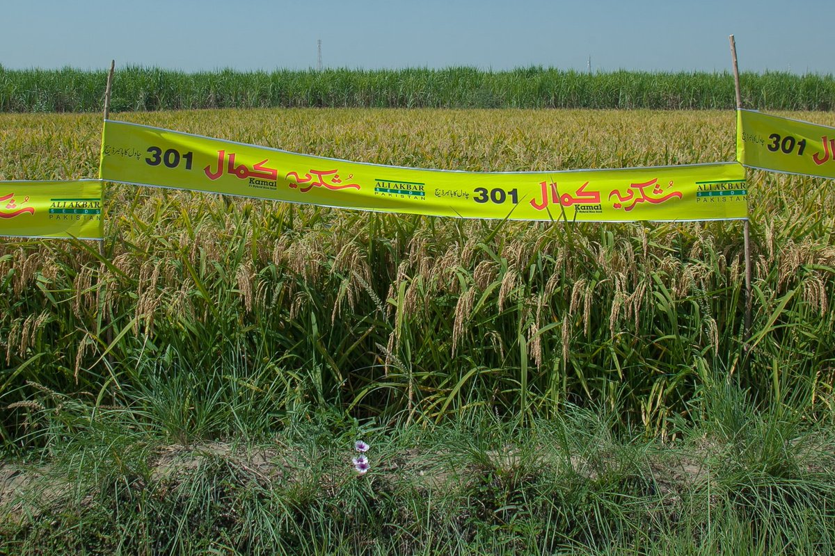 Ali Akbar Group tweet media