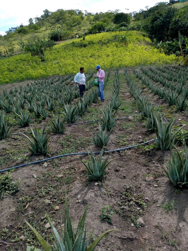 FevcolFed's tweet photo. #SinOportunidad víctimas de #Farc @ComunesCoL que buscaban representación en 16 curules de paz. Territorios como #Catatumbo donde @FevcolFed adelantó proyectos para sustituir la #coca, líderes fueron desplazados no pueden volver al territorio. Claro dominio de #Farc en la zona https://t.co/X6kSuEtc8N