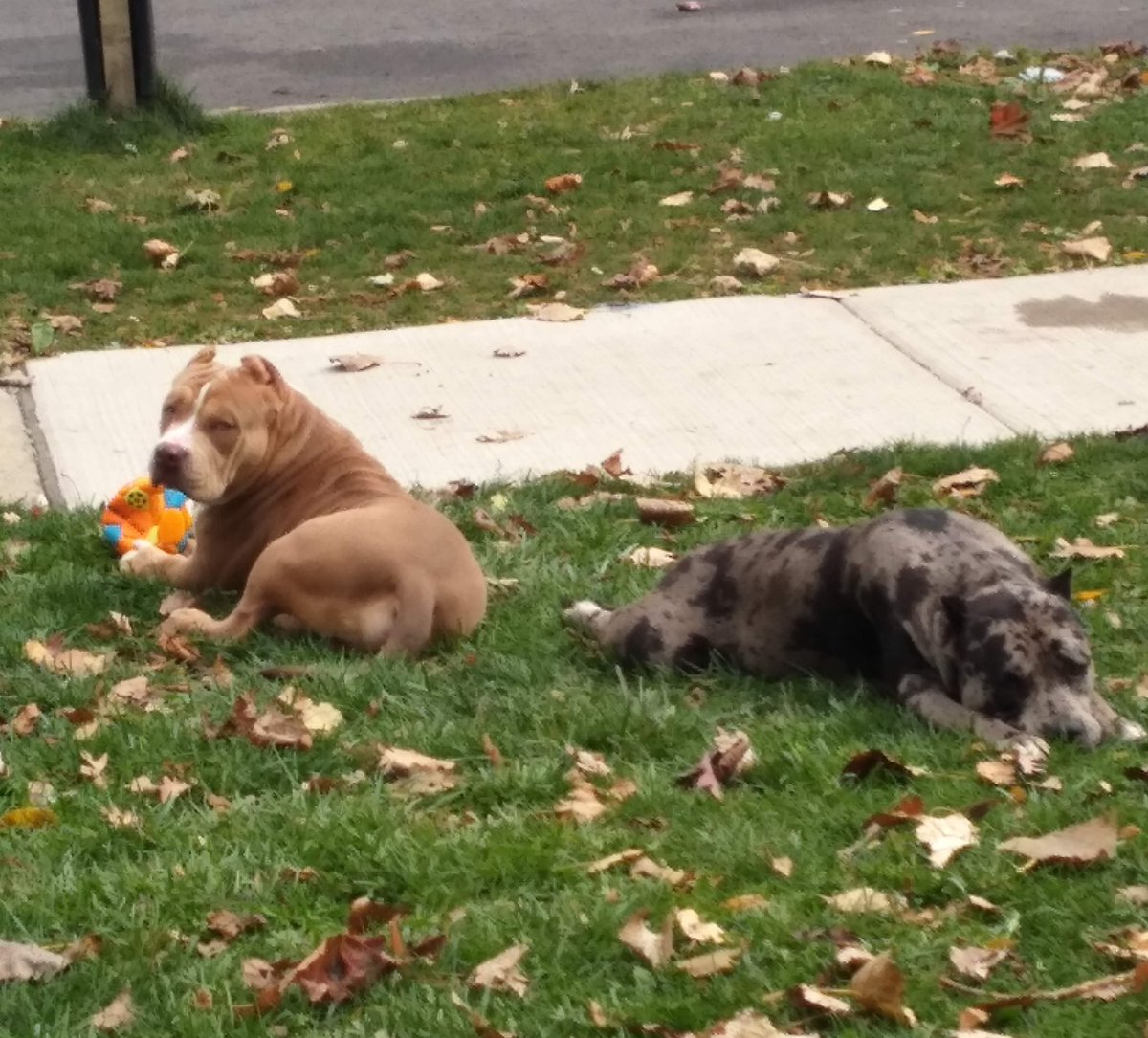 Tri-Merle's #B-Ball &amp; Dog's <a href="/DaWhiteWay11/">DaWhiteWay</a>