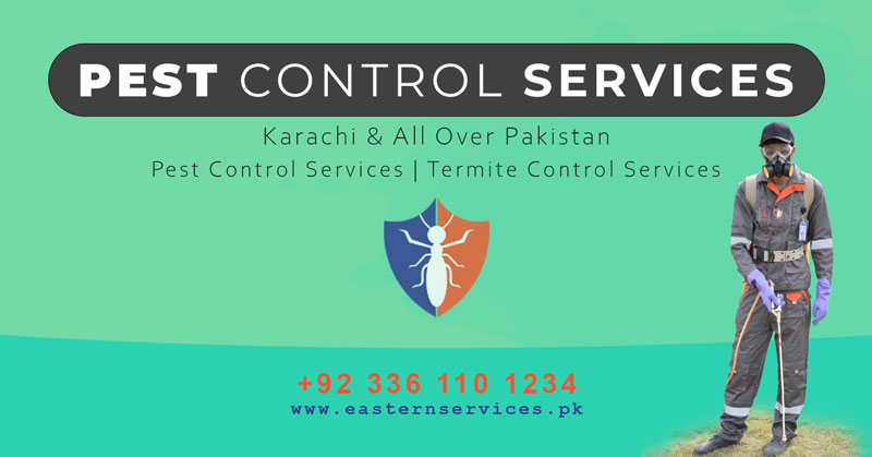 EasternService2's tweet photo. Pest Control Services Karachi
https://t.co/Xb57gXSP1g
#pestcontrol #termitecontrol #fumigationservices #denguecontrol #mosquitoescontrol #snakescontrol #ratcontrol #antscontrol #insectscontrol #EidMiladunNabiMubarak #HabitFtSidNaazTomorrow #asmashirazi https://t.co/Xbs054nDWK