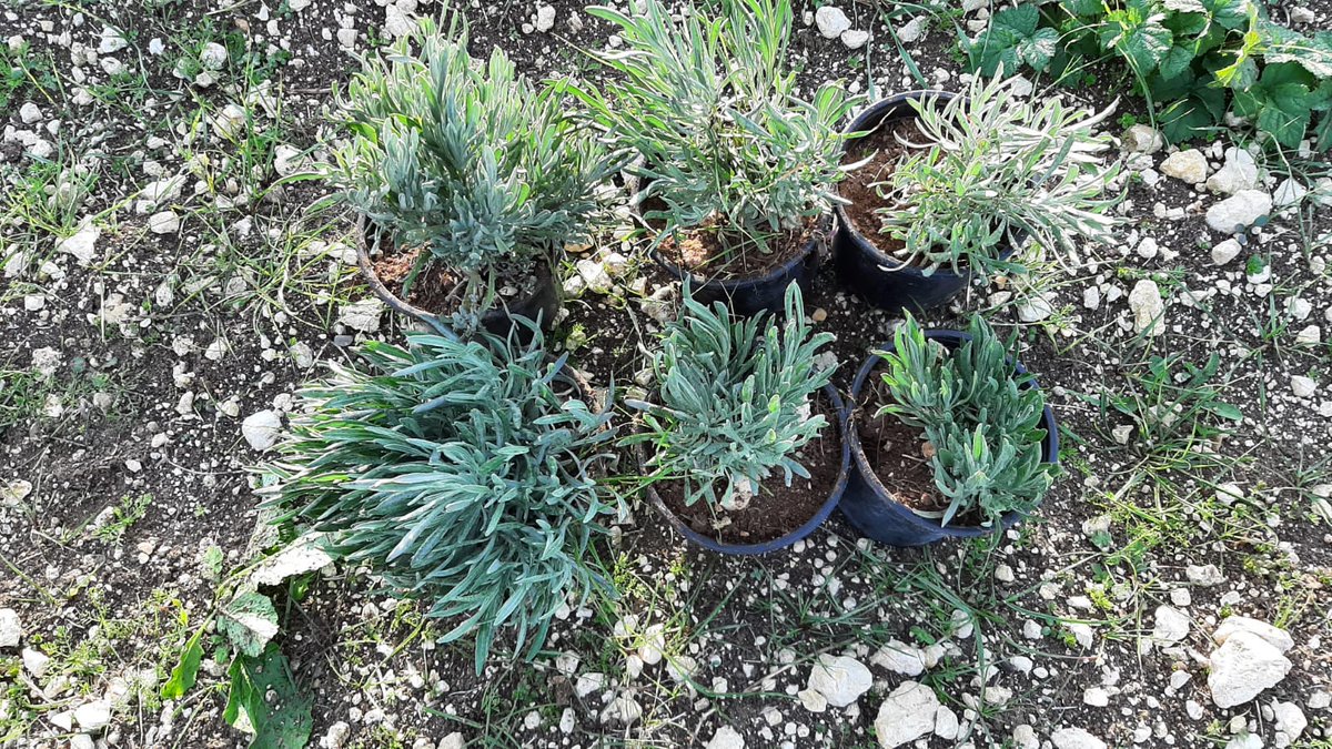 Phyt's x <a href="/Natexpo/">Natexpo</a> 🍃
Nous apportons dans nos valises sur notre stand G30 durant le salon <a href="/Natexpo/">Natexpo</a> qui se tiendra du 24 au 26 Octobre 📆
👉 Des plans de Lavande Aspic fraîchement déterrés par notre Responsable Phytofilière Philippe Domecq-Cazaux. #salon #biodiversite #nature