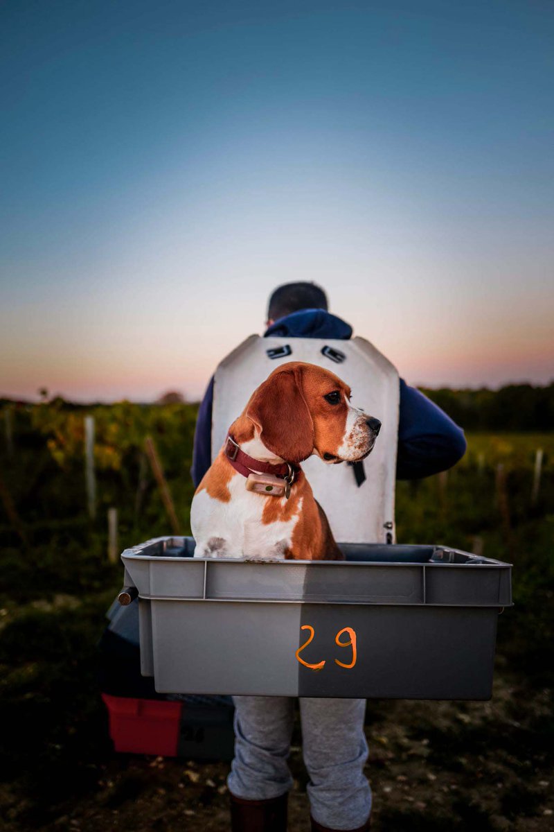 LafonRochet's tweet photo. ⁣🐶 Apparement nous n’avons pas ramassé que du raisin cette année … 🙄
—
🐶 Apparently we have not picked only grapes this year ...⁣ 🙄
⁣
#ChateauLafonRochet #LafonRochet #SaintEstephe #vineyard #bordeauxwines #vinsdebordeaux #medoc #harvest2021 #vendanges2021 https://t.co/lhx9OB7Hnl