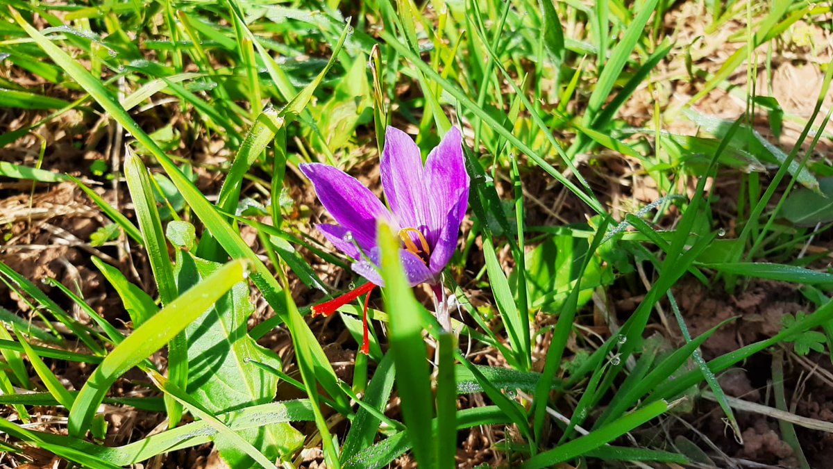 Phyt's x Phytofilière 🌿
Notre Responsable Phytofilière Philippe Domecq-Cazaux a récemment rendu visite aux producteurs LES "Safraniers du Lot" qui sont en pleine récolte.🧡
La fleur séchée sera utilisée par nos Laboratoires pour développer des formules et des cosmétiques. 😉