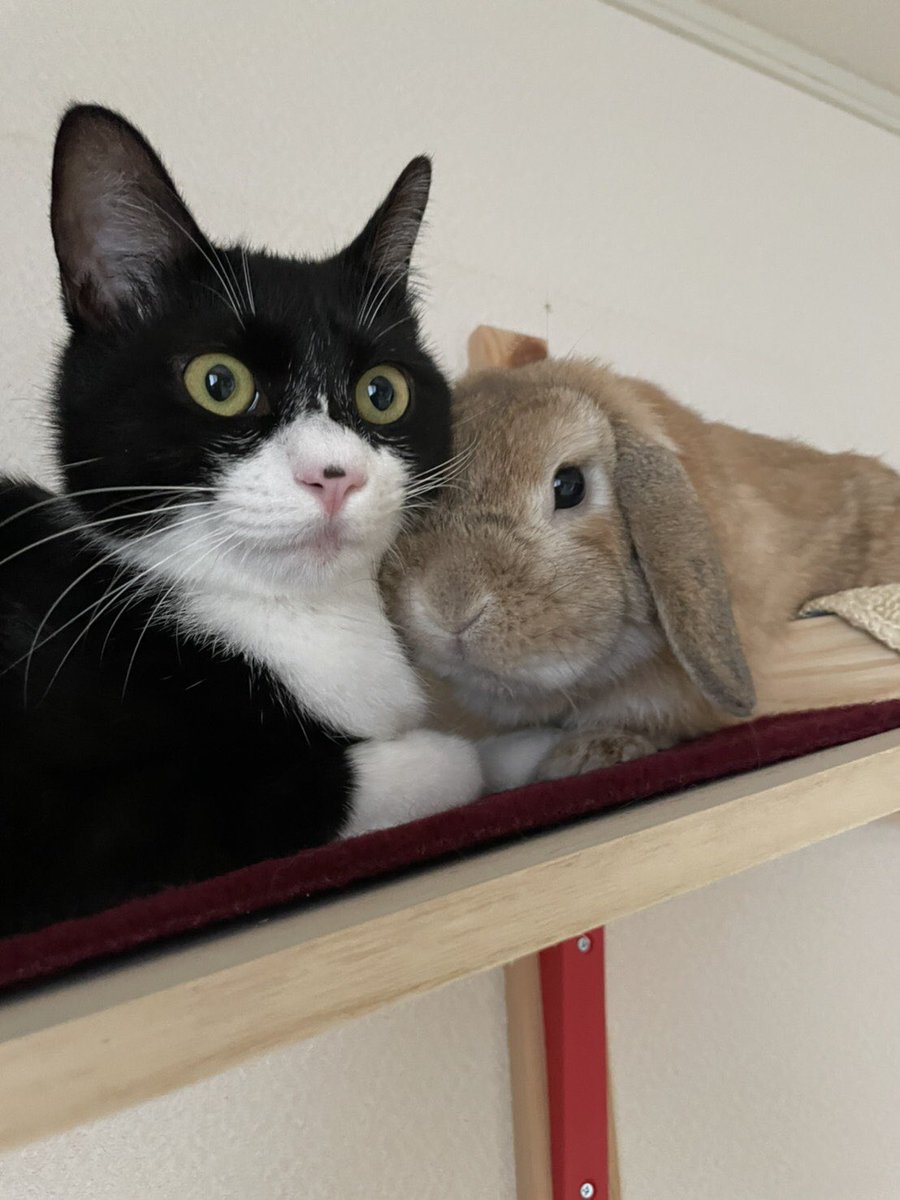 猫さんのお尻が大好き なウサギさん 2匹にほっこり癒される ねこニュース