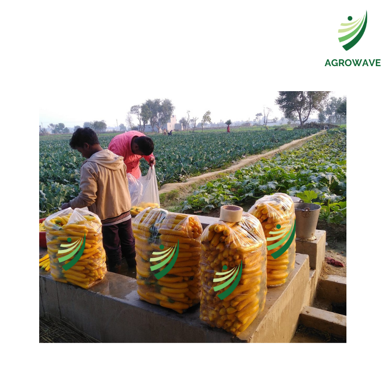 agro_wave's tweet photo. Zucchini straight from our MPS(s) ! https://t.co/NHVsSbQfa9