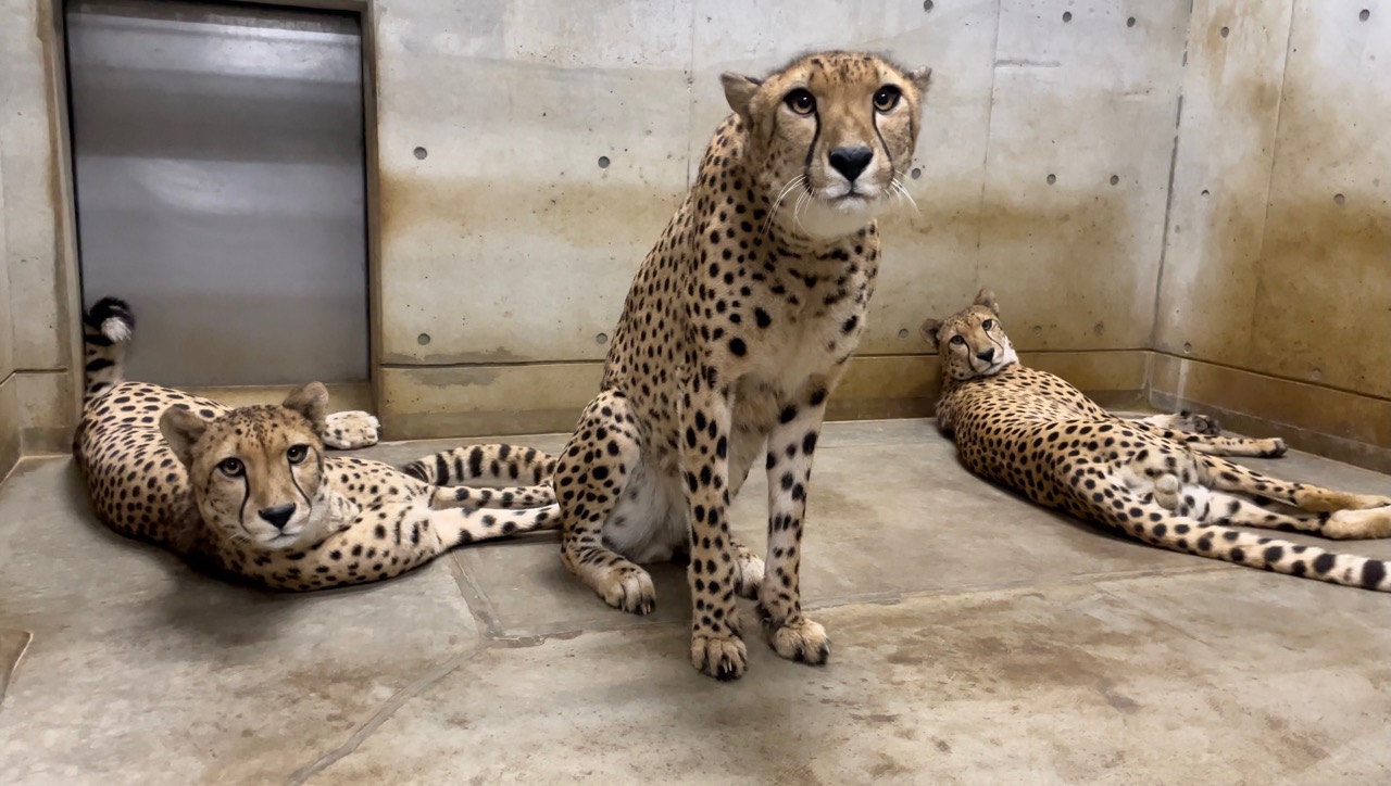 【BURGA】アニマル☆チーター&虎〇Morning Commute☆全種対応 樹上から周囲を見渡すチーター👀 A cheetah looking around from