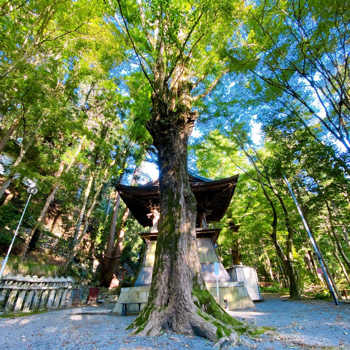 イチョウの古木を発見
まだまだ緑色なので紅葉の季節に期待😎
