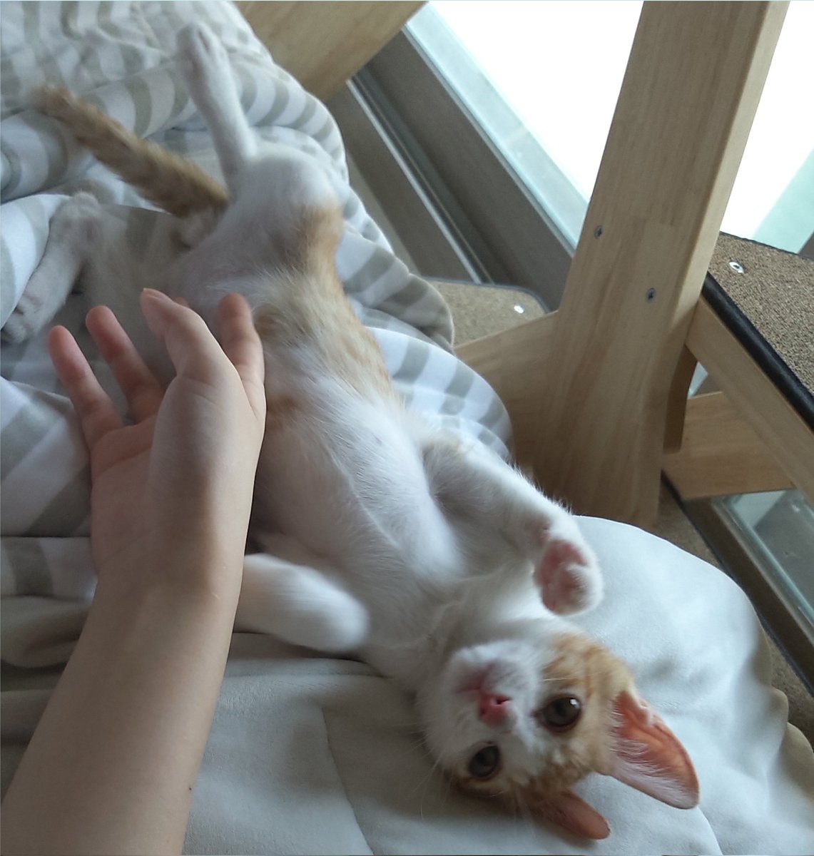 fronthairs's tweet photo. 귀 큰 고먐미
토끼같지 않나요? https://t.co/XSTtpmtZbs