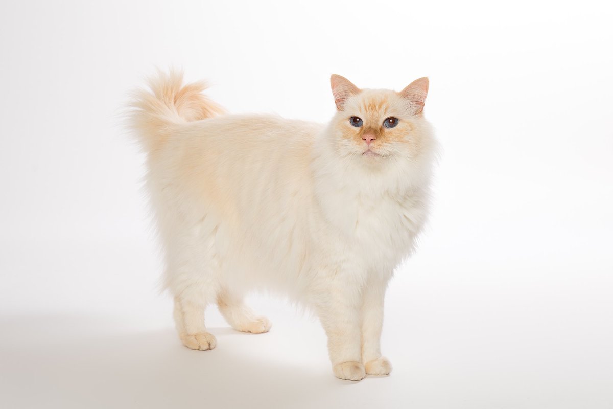 Did you know?🐾 

A cat has 244 bones in its entire body compared to 206 in the human body! 🙀 
 
#CatsOfTwitter #catsofinstagram 
#mymuezza