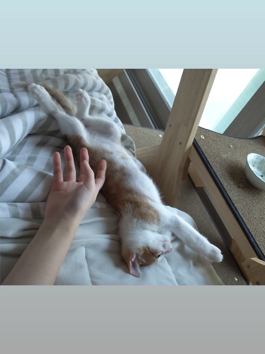 fronthairs's tweet photo. 데려가세요...
고양이...
눕는걸 보고 배운... https://t.co/yeuhhejO1h