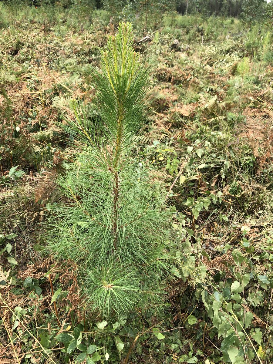 Pour compenser l'empreinte carbone de 2 opérations immobilières du nouveau quartier #République de l'île de #Nantes, Be Green et Be Ile, les promoteurs <a href="/REI_Habitat/">REI Habitat</a> et <a href="/Icade_Officiel/">Icade</a> replantent 🔟 hectares de forêt en Loire-Atlantique 🌳

© Néosylva