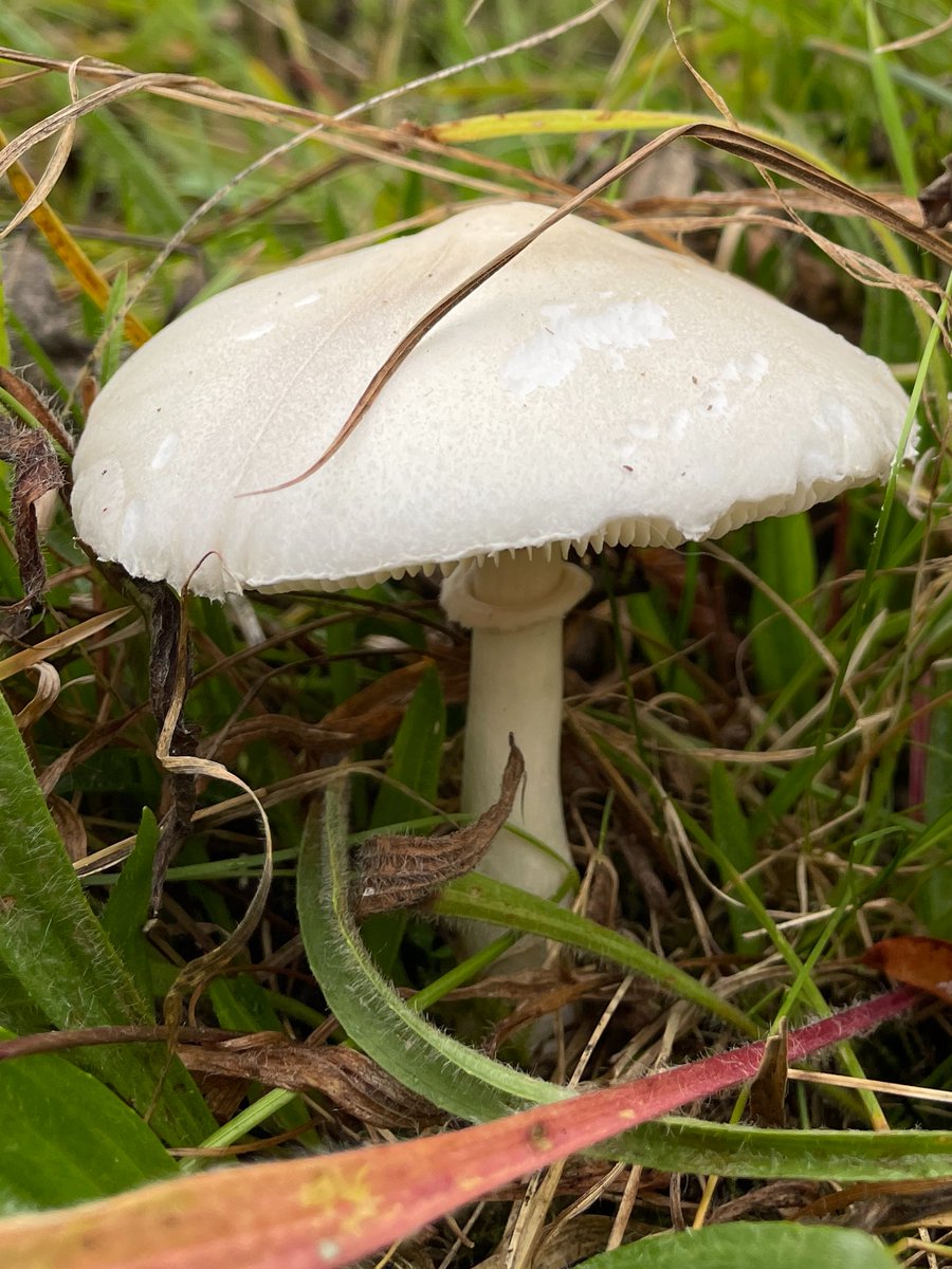 BurgessField's tweet photo. Burgess Field's fall festival of #fungi https://t.co/xg5wprvPqy