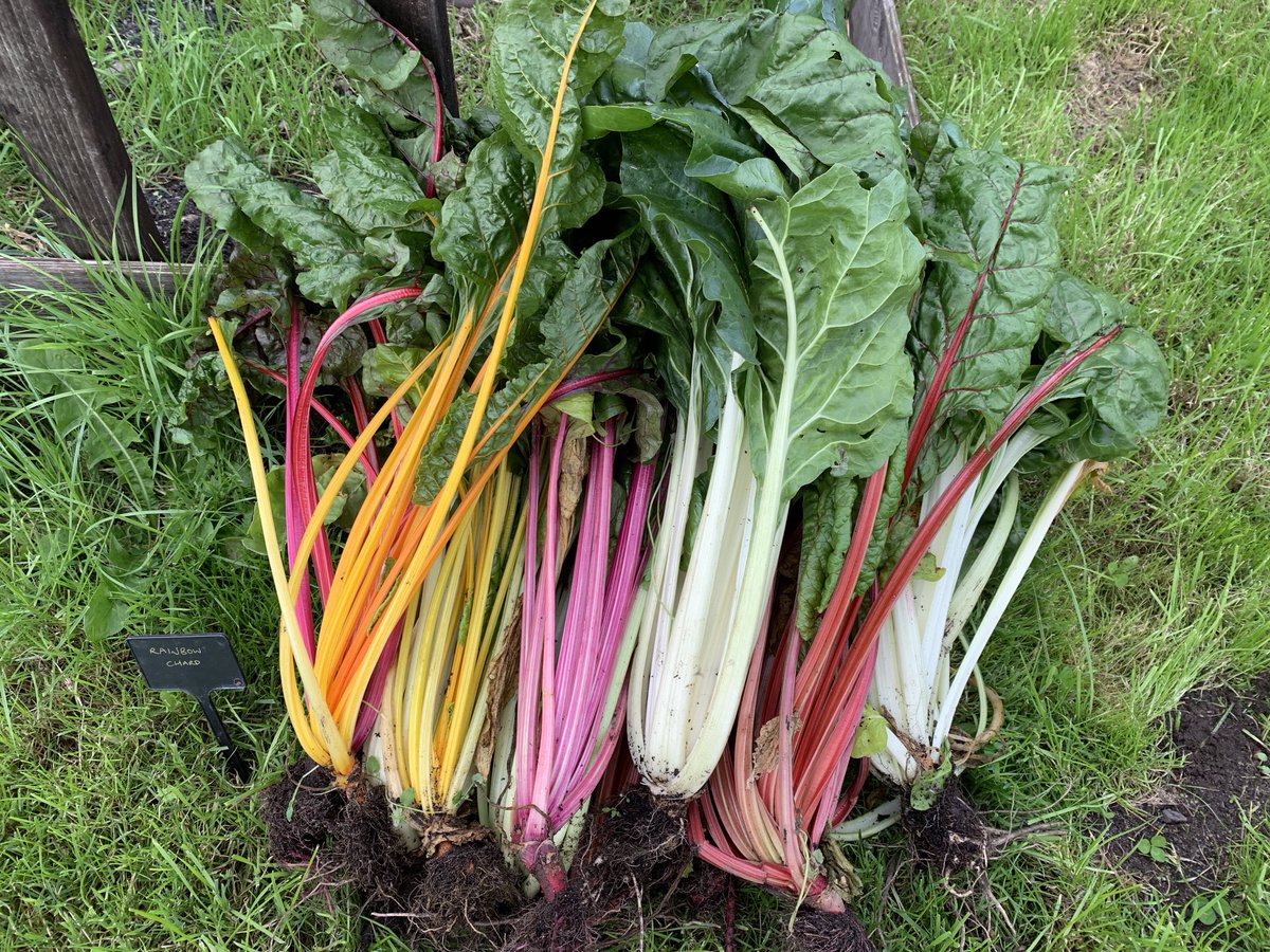 Lymmallotment's tweet photo. The last of the rainbow chard on the allotment and the start of the garlic for next year #growyourown #gyo #allotment https://t.co/QqcItQcRUZ