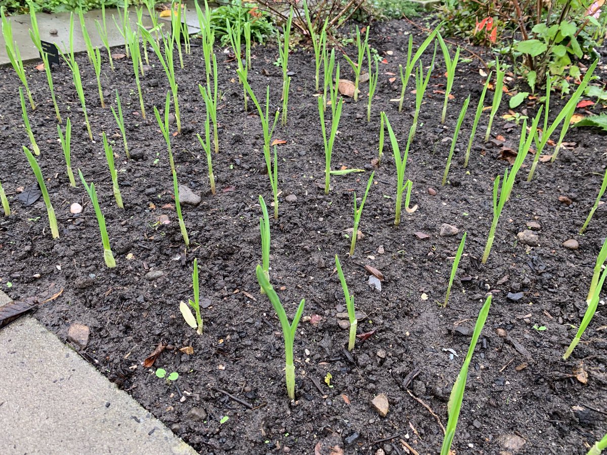 Lymmallotment's tweet photo. The last of the rainbow chard on the allotment and the start of the garlic for next year #growyourown #gyo #allotment https://t.co/QqcItQcRUZ
