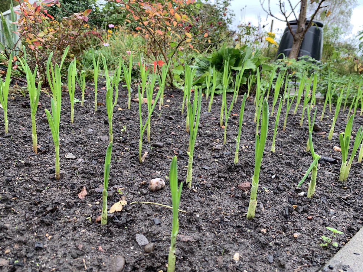 Lymmallotment's tweet photo. The last of the rainbow chard on the allotment and the start of the garlic for next year #growyourown #gyo #allotment https://t.co/QqcItQcRUZ