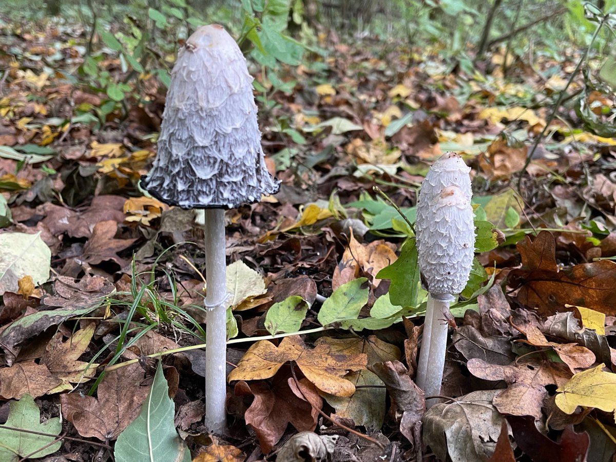 BurgessField's tweet photo. Burgess Field's fall festival of #fungi https://t.co/xg5wprvPqy