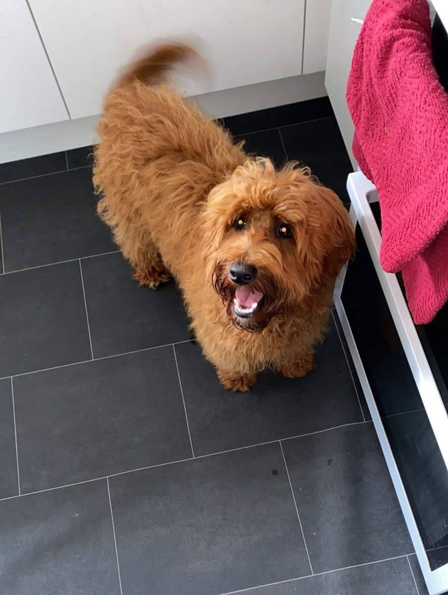 Did somebody say...  walkies? 😍