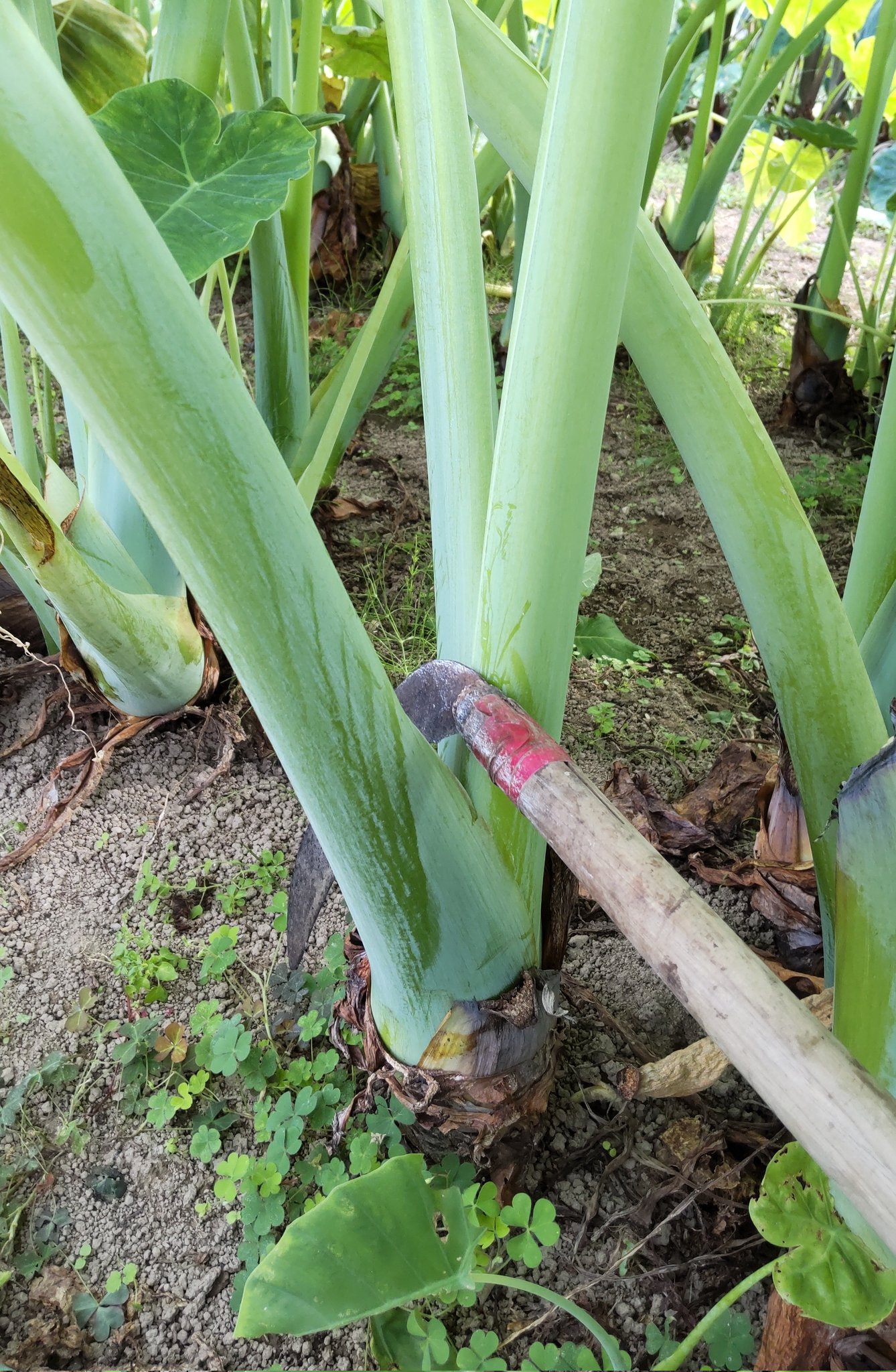 ついも Twitter Search Twitter