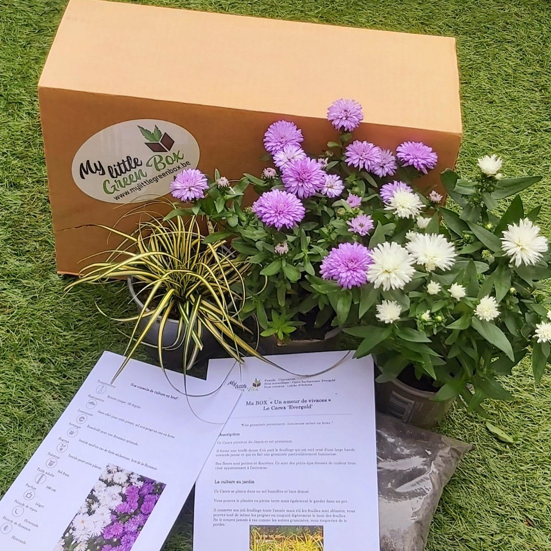MyLittleGreenB2's tweet photo. 𝑵𝒐𝒕𝒓𝒆 𝒅𝒆𝒓𝒏𝒊è𝒓𝒆 𝒃𝒐𝒙 "𝑼𝒏 𝒂𝒎𝒐𝒖𝒓 𝒅𝒆 𝒗𝒊𝒗𝒂𝒄𝒆𝒔"
🌱🌺🌿🌼🌱

Vous y avez trouvé un Carex "Evergold" et deux Aster "Victoria" 🌿🌿🌿

https://t.co/CV4dCqEbqa 

#mylittlegreenbox #mlgb #unamourdevivaces #green #plantaddict #plants #jardin
#garden #gardening https://t.co/c7tCUFs8e6