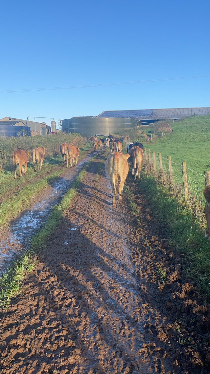 Bulling heifers in for some additional feeding
