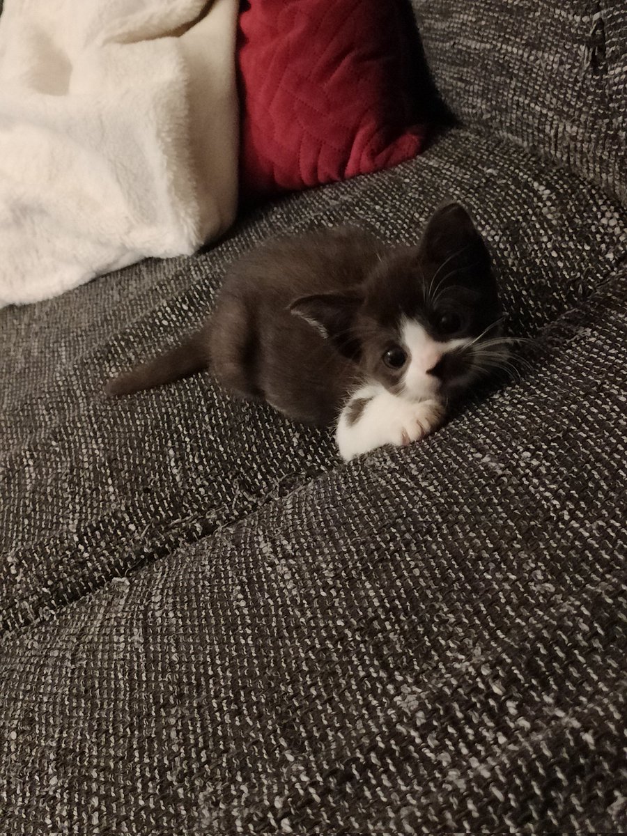 Dwergje__'s tweet photo. Meet Belle, our new addition to the family 🥰 Ana (our other cat) is unsure of what this alien creature is..😅 but they are starting to get used to eachothers presence ❤️ https://t.co/vLbf4hrm8k