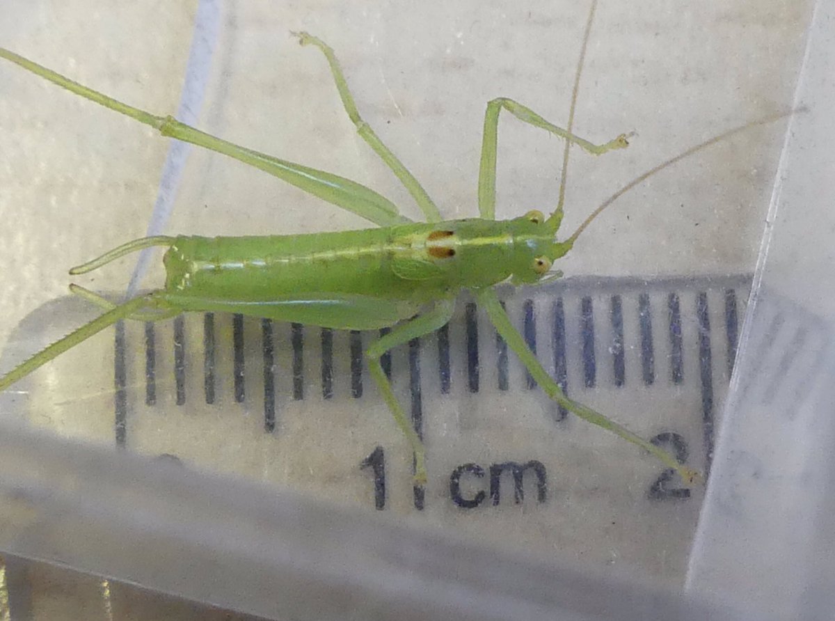 Pete Hughes (@petepoach) on Twitter photo What I’m assuming is a Southern Oak Bush-Cricket was on the office door this morning.
Itchenor, W Sussex
<a href="/GrasshopperSpot/">Grasshoppers & Related Species Recording Scheme</a> What I’m assuming is a Southern Oak Bush-Cricket was on the office door this morning.
Itchenor, W Sussex
<a href="/GrasshopperSpot/">Grasshoppers & Related Species Recording Scheme</a>