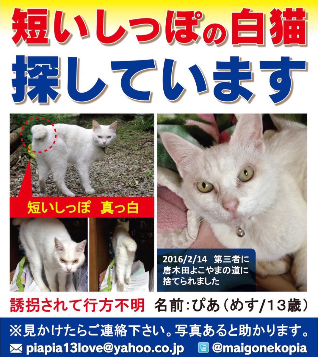 maigonekopia's tweet photo. 今日、ぴあじゃないかという白猫の情報が寄せられた。
残念ながら違う猫であったが、地域猫なのか、迷子なのか、初めて見るよく似た尻尾の短い子だった。
寒くなるし誰かに世話されているといいなと思う。

まだ変わらず探しております。もしかして？と思ったらご連絡下さい。

#迷子猫　#白猫 https://t.co/IanIjnebYv