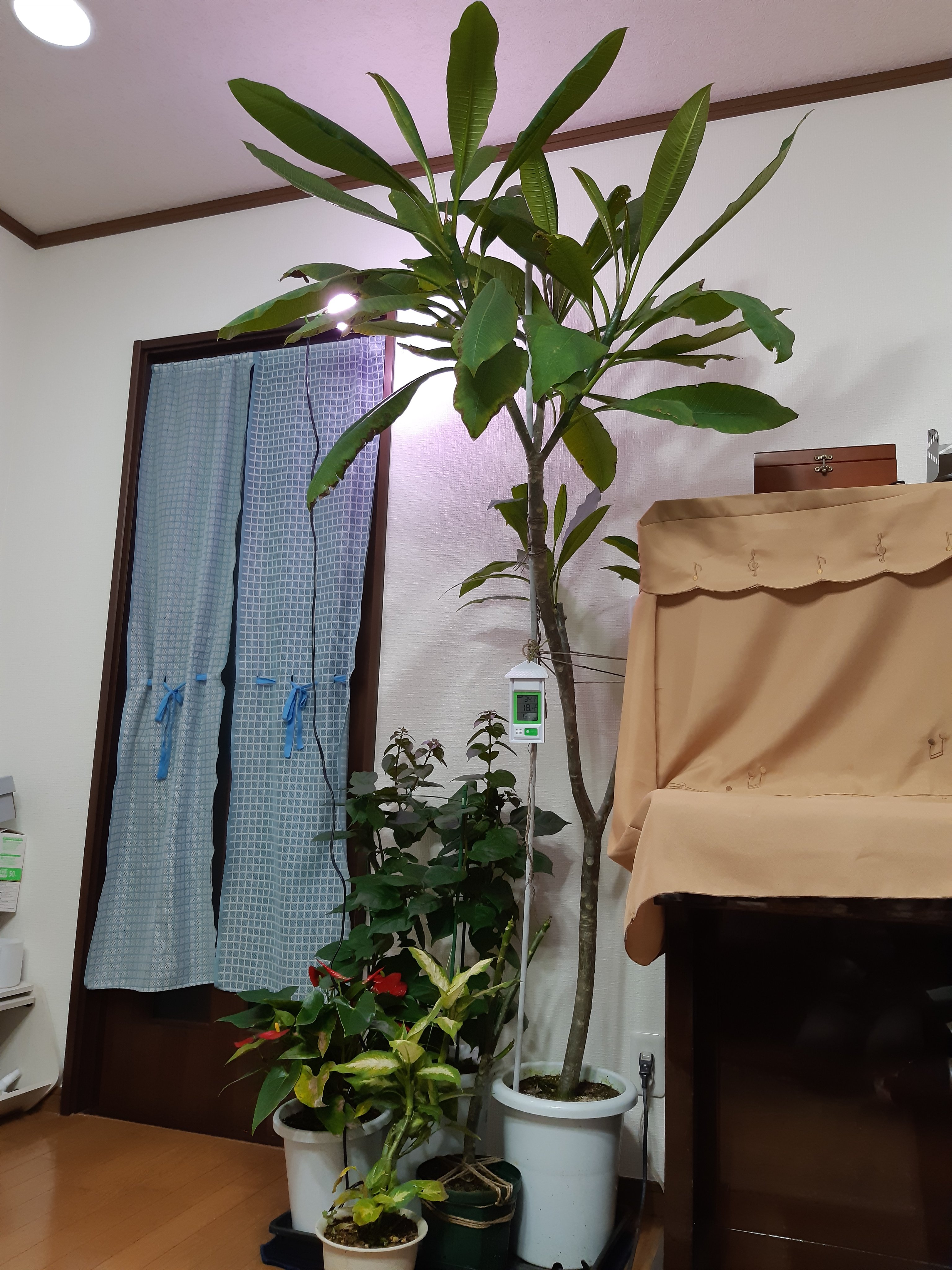 Kちゃん Bikihodai 冬越しのために家に取り込んだプルメリアです 今年一部剪定 したのに予想以上に大きくなって これ以上大きくなったら来年は家に入らない大きさです 年明けに再度剪定です W T Co Hibgphls0n Twitter