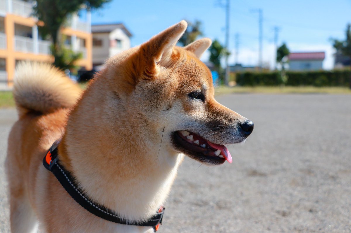 犬バカ