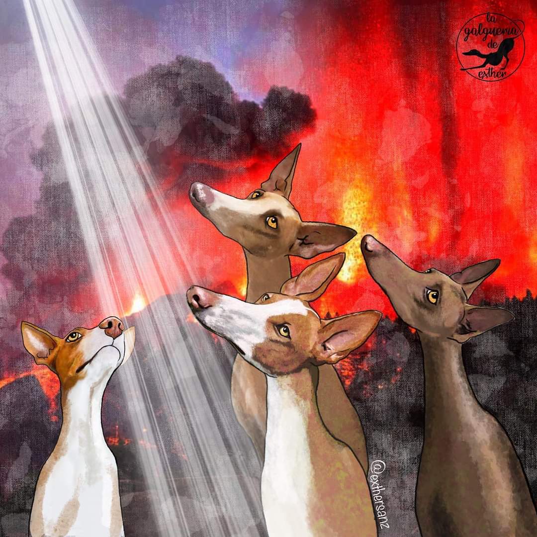 Gabigans72's tweet photo. HOY VAN A POR VOSOTROS..
🐾🐾🙏#RescatePerrosLaPalma https://t.co/OErHgRh4WL