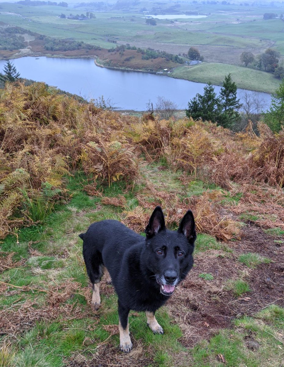 PSOSDogs's tweet image. Several calls about a man breaking into sheds. #PDBodie attended and traced the man and officers found stolen property. Team effort with @EKRuthCambusPol officers💪
#OneInCustody
#WeHateHouseBreakers 🐶🐾