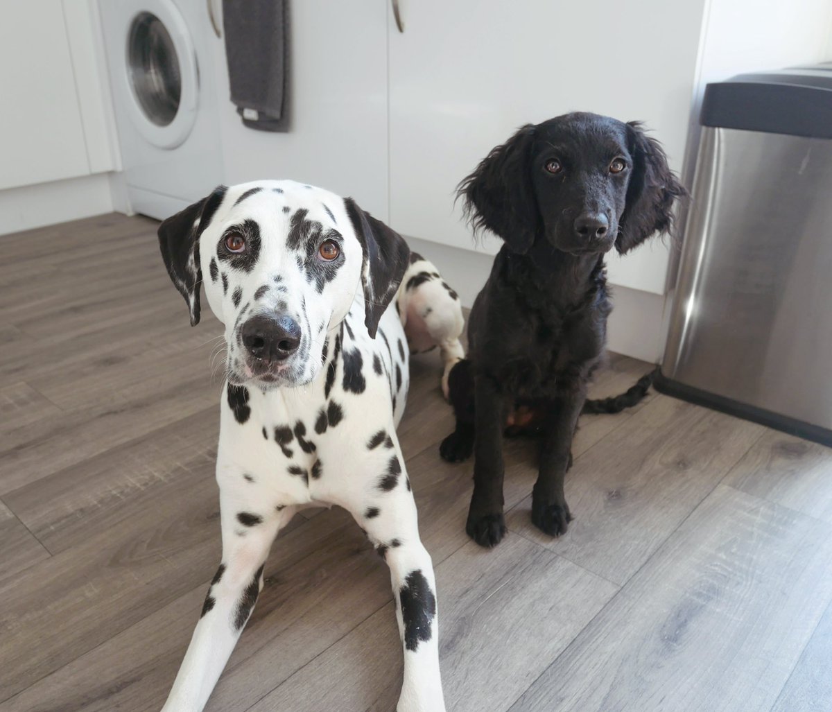 LouisePerry123's tweet photo. @OfficialPLT #PLTPets 

4 year old Lola and her little sister 5 month old Cleo 🐾 https://t.co/IFgvPZ1DyP